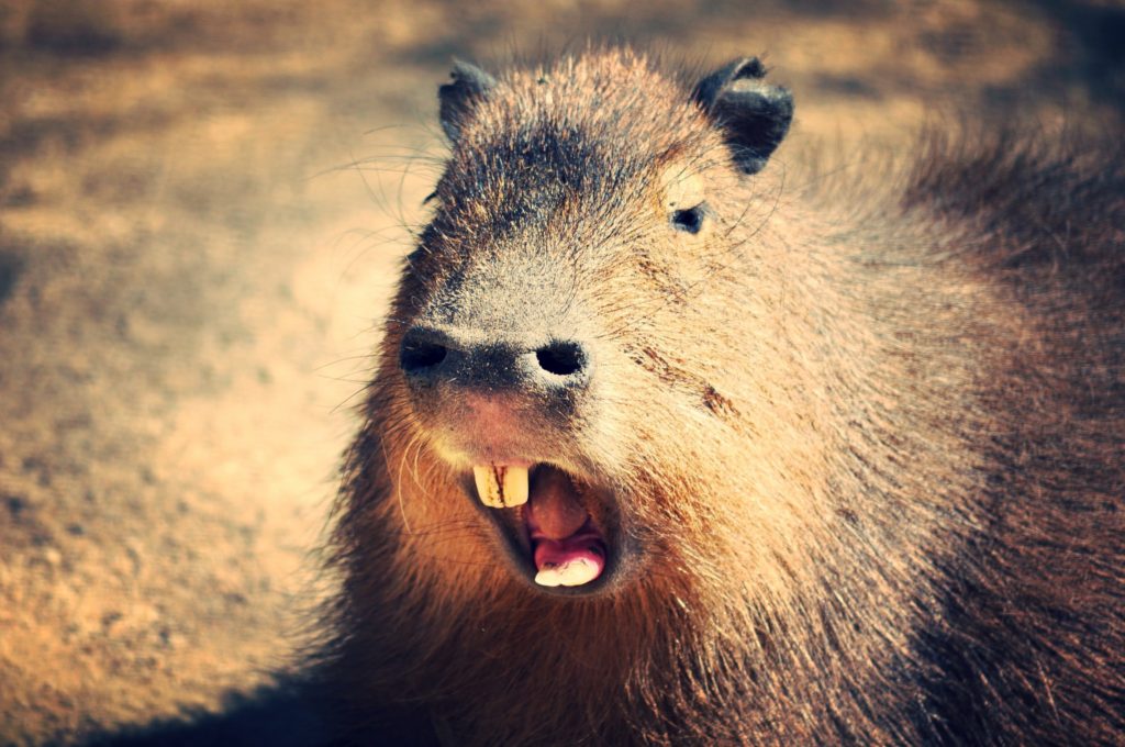 Wildlife of Bolivia | VisitBolivia.net
